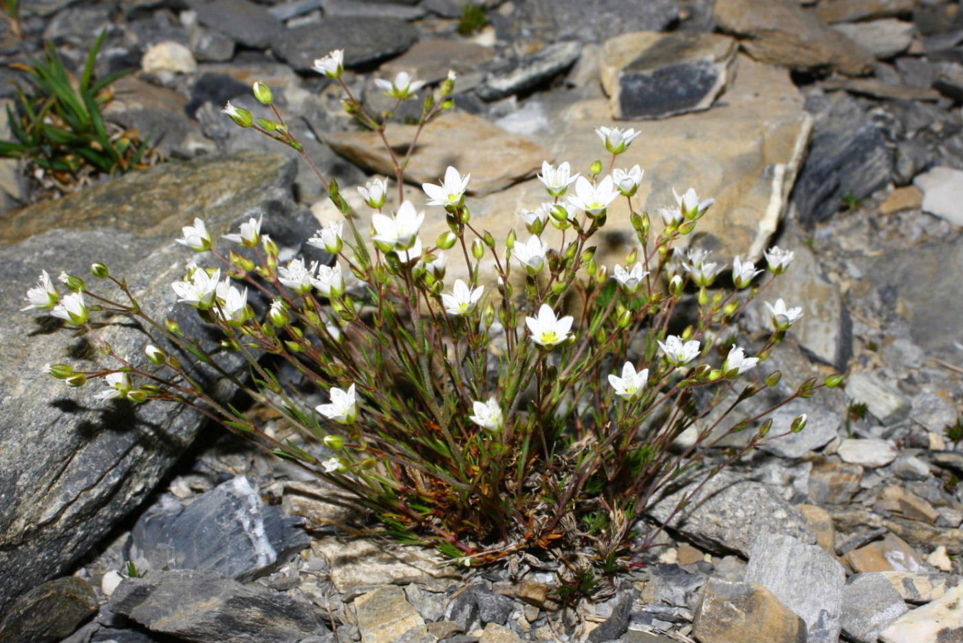 Cariofillacea da determinare-1